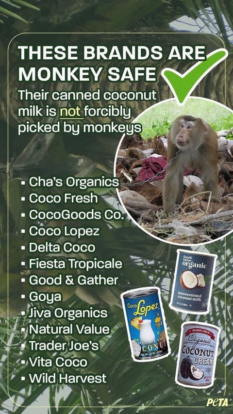 coconut milk safe brands